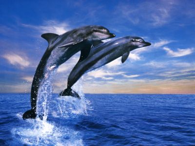 wallpapers_Wallpaper_-_Animals_Dolphin_Duet.jpg