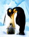 MP0568~Penguins-Posters.jpg