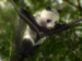 panda na stromě.png
