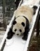 panda-na-snehu.jpg